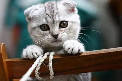 小猫吃瓜尔胶会死吗视频,揭秘其致命风险  第2张