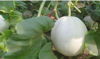 白兰瓜怎么切方便吃的视频,轻松美味,一学就会 第2张 白兰瓜怎么切方便吃的视频,轻松美味,一学就会 第2张