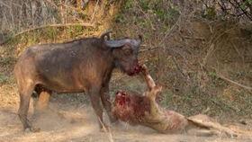 水牛吃茄瓜吗会死吗视频,水牛食用茄瓜致命真相揭秘  第2张