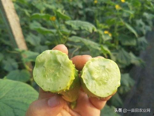 白玉瓜老了咋吃啊视频讲解,视频揭秘  第2张