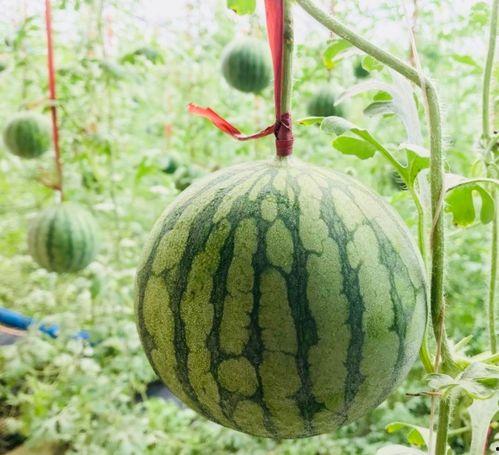 抚州吃瓜事情真相视频,揭秘真相背后的惊人内幕  第1张