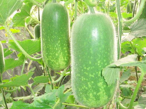 院子吃瓜视频素材高清,夏日休闲生活剪影 第2张 院子吃瓜视频素材高清,夏日休闲生活剪影 第2张