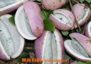 小时候吃八月瓜视频,八月瓜的甜蜜时光 第1张 小时候吃八月瓜视频,八月瓜的甜蜜时光 第1张