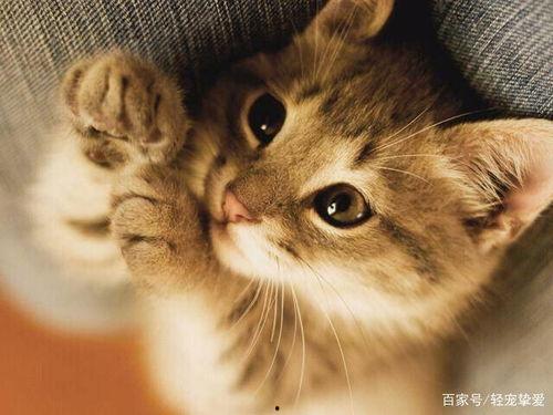 小猫可以吃蜜瓜嘛视频在线观看,萌宠美食大揭秘  第3张