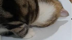 胖猫理智吃瓜视频,胖猫带你揭秘娱乐圈真相 第1张 胖猫理智吃瓜视频,胖猫带你揭秘娱乐圈真相 第1张