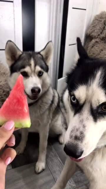 么哈最新视频吃瓜,一场惊心动魄的吃瓜盛宴 第2张 么哈最新视频吃瓜,一场惊心动魄的吃瓜盛宴 第2张