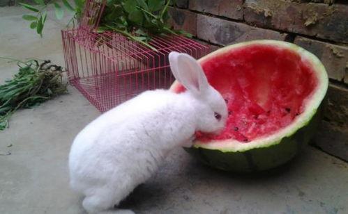 水瓜可以给兔子吃吗视频,水瓜适宜兔子的营养与食用指南  第3张