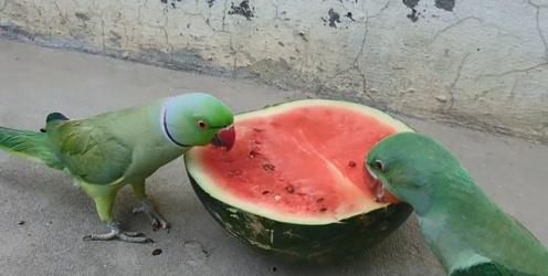 鹦鹉吃瓜视频大全集,趣味视频大全集回顾 第2张 鹦鹉吃瓜视频大全集,趣味视频大全集回顾 第2张