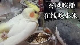 鹦鹉吃瓜视频大全集,趣味视频大全集回顾 第3张 鹦鹉吃瓜视频大全集,趣味视频大全集回顾 第3张