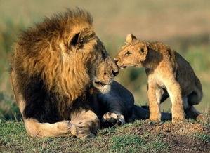 带你吃瓜狮子的叫声视频,揭秘带你吃瓜狮子的神秘叫声