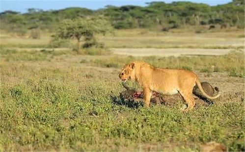 带你吃瓜狮子的叫声视频,揭秘带你吃瓜狮子的神秘叫声 第2张 带你吃瓜狮子的叫声视频,揭秘带你吃瓜狮子的神秘叫声 第2张