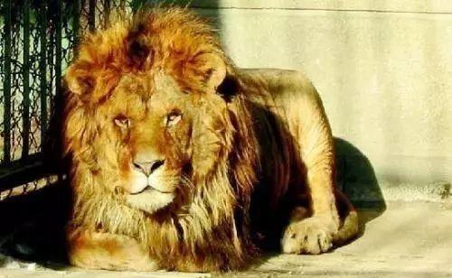 带你吃瓜狮子的叫声视频,揭秘带你吃瓜狮子的神秘叫声 第3张 带你吃瓜狮子的叫声视频,揭秘带你吃瓜狮子的神秘叫声 第3张