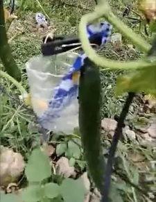 广州永泰吃瓜事件视频,一场引发热议的街头冲突瞬间  第3张