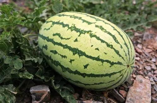 五块钱吃瓜视频,揭秘吃瓜视频背后的经济秘密