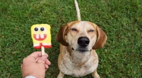 宠物吃贝贝瓜好吗视频,揭秘贝贝瓜对宠物的益处与食用建议  第3张