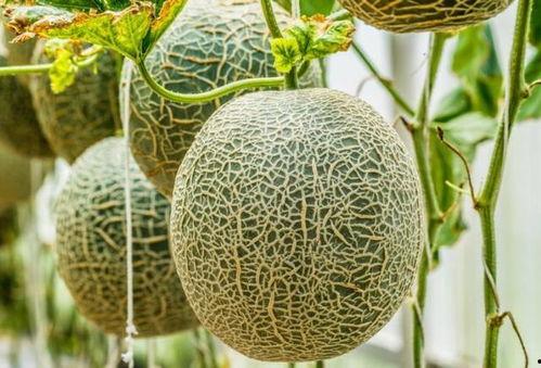 入夏吃哈密瓜好吗视频,哈密瓜的入夏美味之旅  第3张