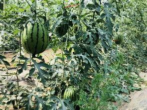 群众上班吃瓜视频,群众吃瓜视频走红网络