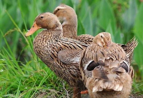 柯尔鸭吃瓜泥会死吗视频,柯尔鸭误食瓜泥致命风险揭秘  第2张