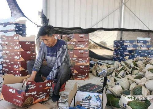 今夏第一次吃瓜的视频,甜蜜滋味尽在眼前 第2张 今夏第一次吃瓜的视频,甜蜜滋味尽在眼前 第2张