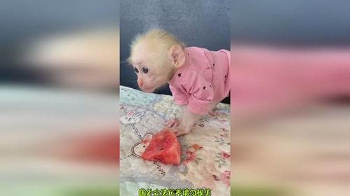 吃瓜变猴子搞笑视频,笑料横生的搞笑视频来袭！  第2张