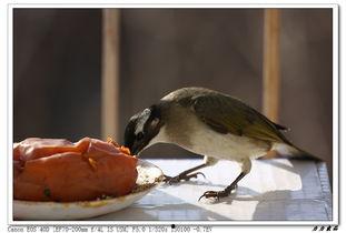 小鸟吃生瓜的视频,小鸟挑战生瓜美味瞬间  第1张