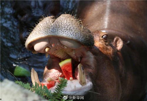 带你吃瓜奇葩动物视频,带你领略带你吃瓜视频中的奇葩生物风采  第2张