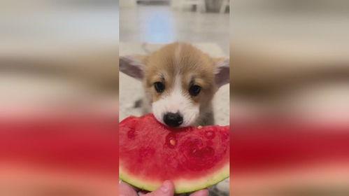 漫画小狗吃瓜视频大全,小狗吃瓜视频大盘点  第1张