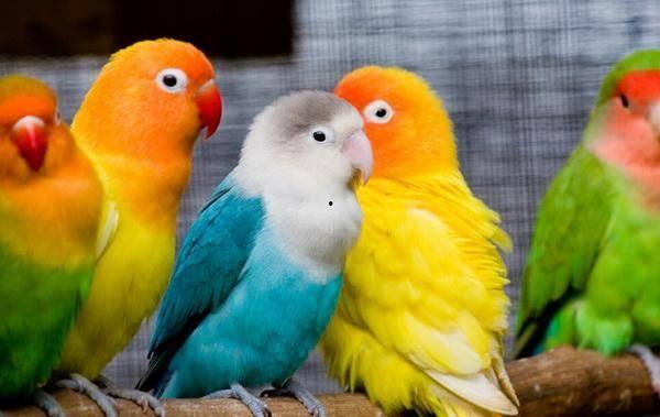 鹦鹉可以吃苏瓜吗视频,苏瓜成为新宠  第1张