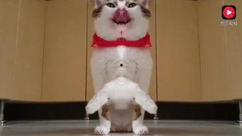 超萌吃瓜事件视频下载,视频走红网络，网友热议不断