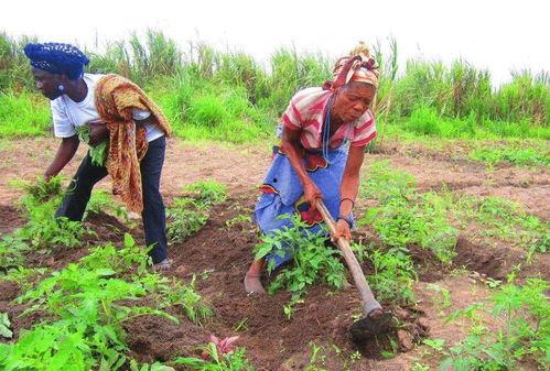 种地吃瓜视频大全,种地吃瓜视频大全集锦  第3张