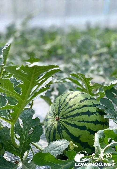 如何捡吃瓜叶子视频教程,跟着视频教程，轻松捡食美味瓜叶  第2张