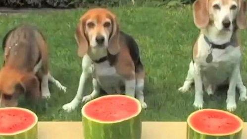 小狗吃瓜单视频,小狗的欢乐吃瓜时光 第3张 小狗吃瓜单视频,小狗的欢乐吃瓜时光 第3张