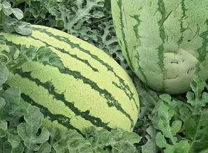 大家吃瓜的样子视频,一场视觉盛宴的“瓜”界狂欢  第3张